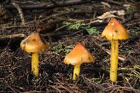 Hygrocybe singeri image