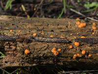 Dacrymyces stillatus image