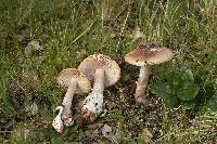 Amanita velosa image