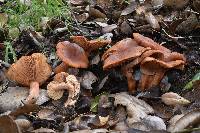 Lactarius rubidus image