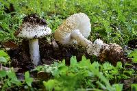 Amanita ocreata image