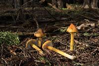 Hygrocybe singeri image