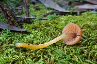 Hygrocybe psittacina var. psittacina image