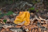 Tremella aurantia image