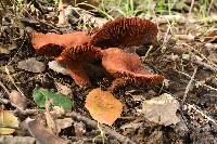 Lactarius rufulus image