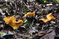 Cantharellus californicus image