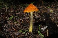 Hygrocybe singeri image