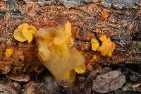 Tremella aurantia image