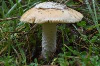 Amanita velosa image