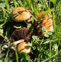 Agrocybe pediades image