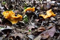 Cantharellus californicus image