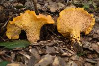 Cantharellus californicus image