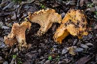 Cantharellus californicus image