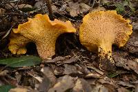 Cantharellus californicus image