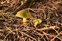 Hygrocybe psittacina var. psittacina image