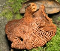 Lactarius rufulus image