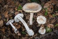 Amanita ocreata image