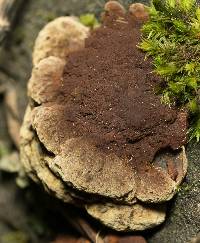 Phellinus gilvus image