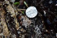 Polycephalomyces tomentosus image