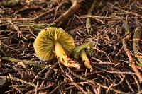 Hygrocybe psittacina var. psittacina image