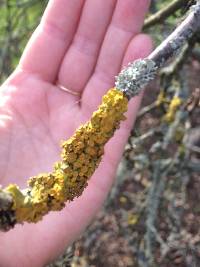 Xanthoria parietina var. parietina image