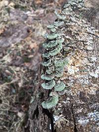 Trametes versicolor image