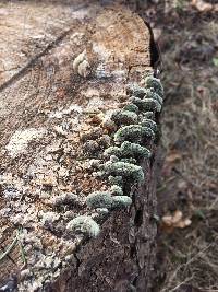 Trametes hirsuta image