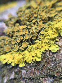 Xanthoria parietina var. parietina image