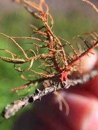 Usnea rubicunda image