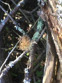 Usnea rubicunda image