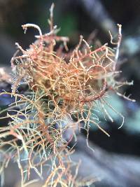 Usnea rubicunda image