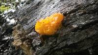 Tremella aurantia image