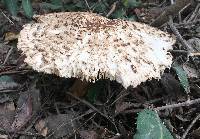 Chlorophyllum brunneum image