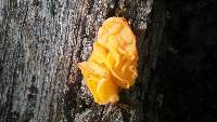 Tremella aurantia image