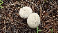 Lycoperdon perlatum image