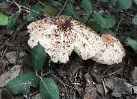 Chlorophyllum brunneum image