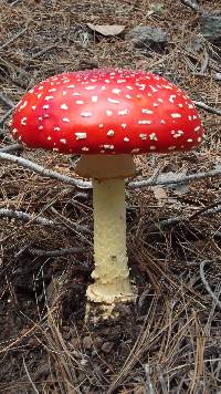 Amanita muscaria image