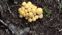 Hypholoma fasciculare image