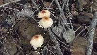 Lepiota magnispora image