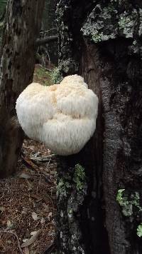 Hericium erinaceus image