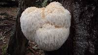 Hericium erinaceus image