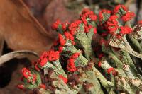 Cladonia cristatella image