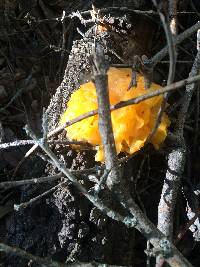 Tremella aurantia image