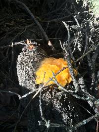 Tremella aurantia image