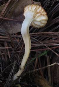 Cuphophyllus virgineus image