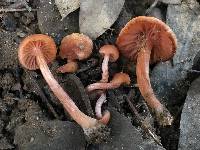 Laccaria laccata image