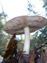 Pluteus cervinus image