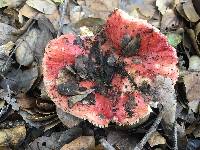 Russula cremoricolor image