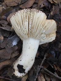 Russula cremoricolor image