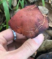 Lactarius rufulus image